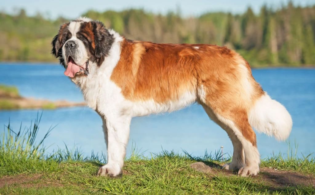 best large dog breeds for families