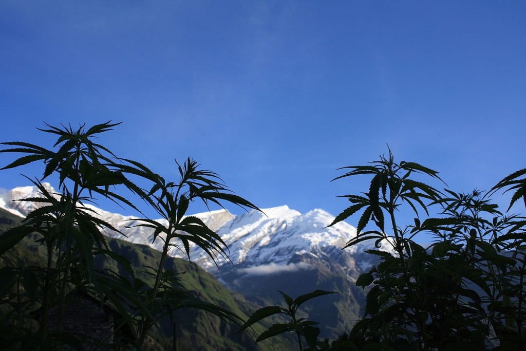 Himalayan Hemp from Nepal Himalayan Hemp from Nepal
