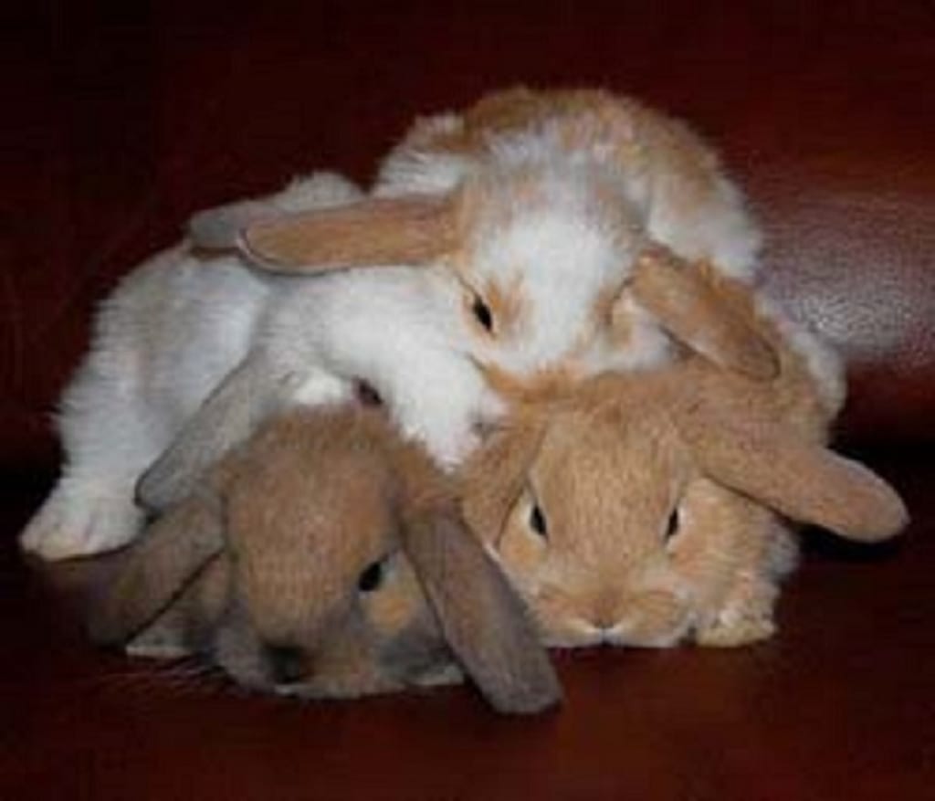 The Pros and Cons of Having a Rabbit as a Pet