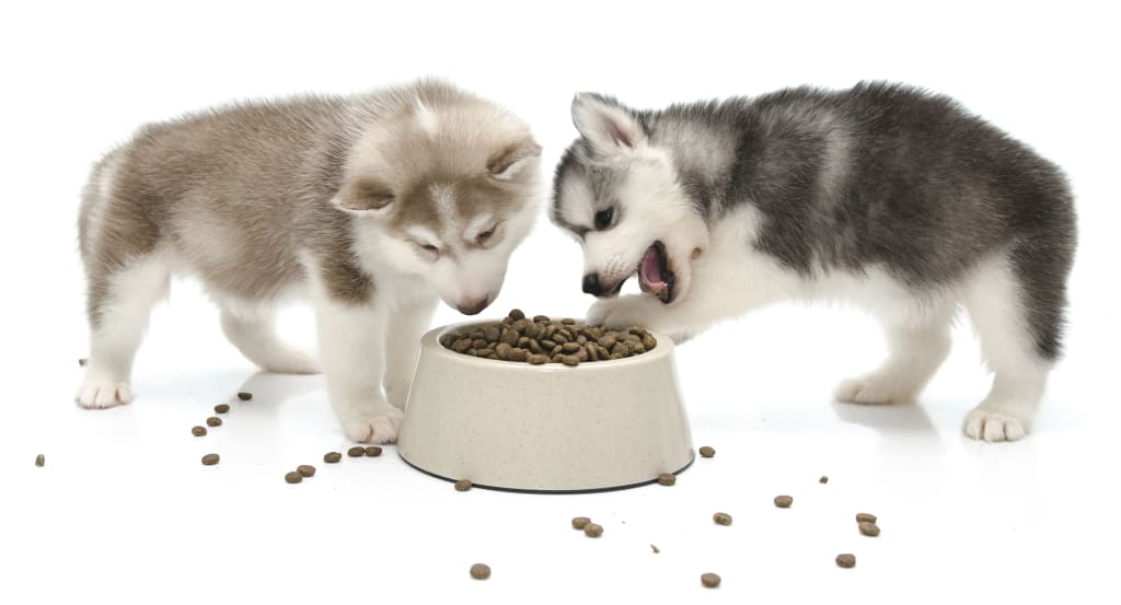 What is the Best Food for Small Dogs? What is the Best Food for Small Dogs?