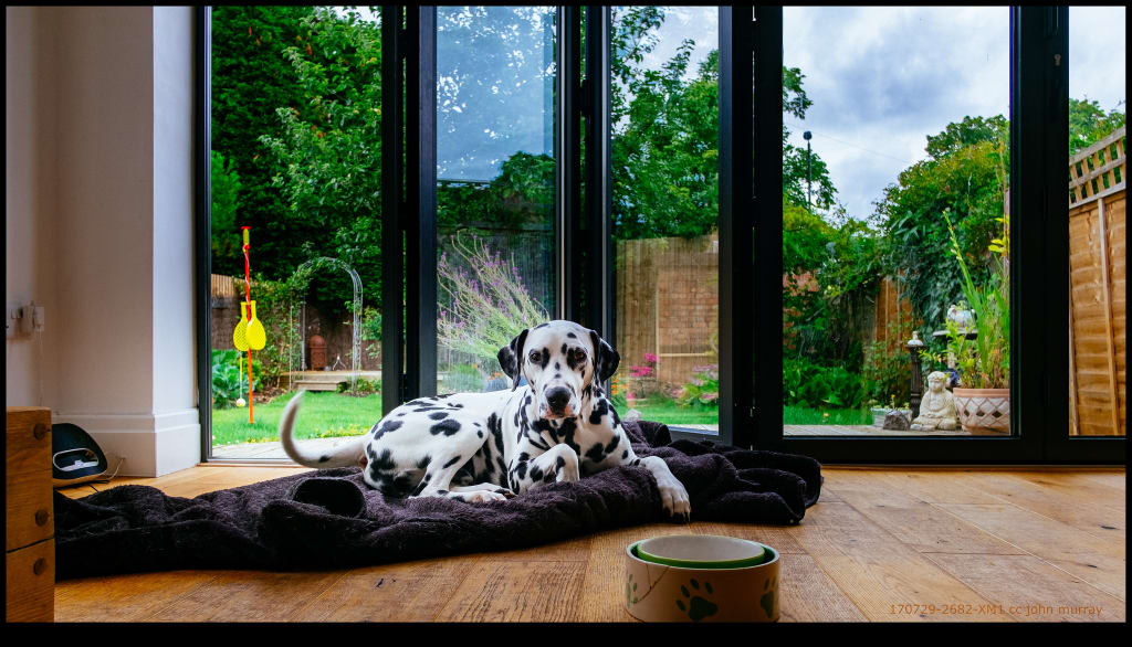 Why Are You Ranking: Best Scenes of Dogs in Wes Anderson Films Listed from Bark to Bite Why Are You Ranking: Best Scenes of Dogs in Wes Anderson Films Listed from Bark to Bite