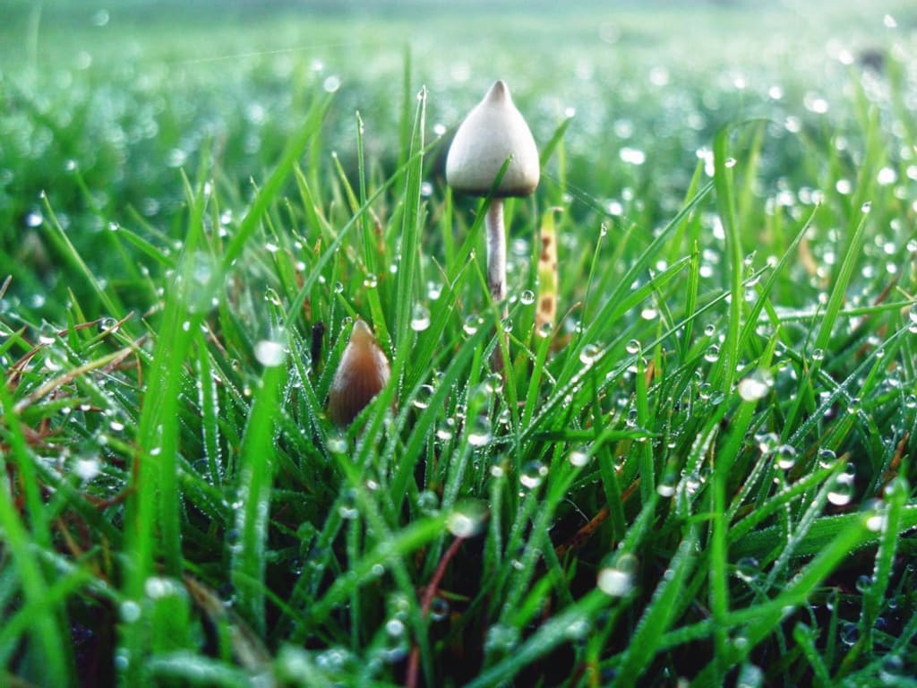 How I Used Psychedelics to Help Overcome Severe Anxiety How I Used Psychedelics to Help Overcome Severe Anxiety
