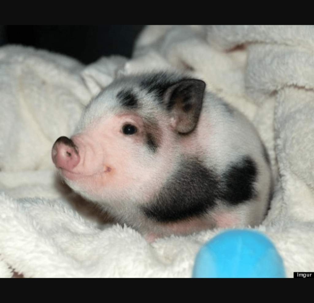 Pot Belly Pigs as a Pet Pot Belly Pigs as a Pet