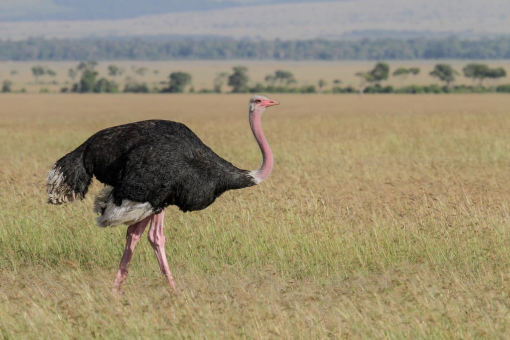 Quote of the Day: Chicks and Ostriches Quote of the Day: Chicks and Ostriches