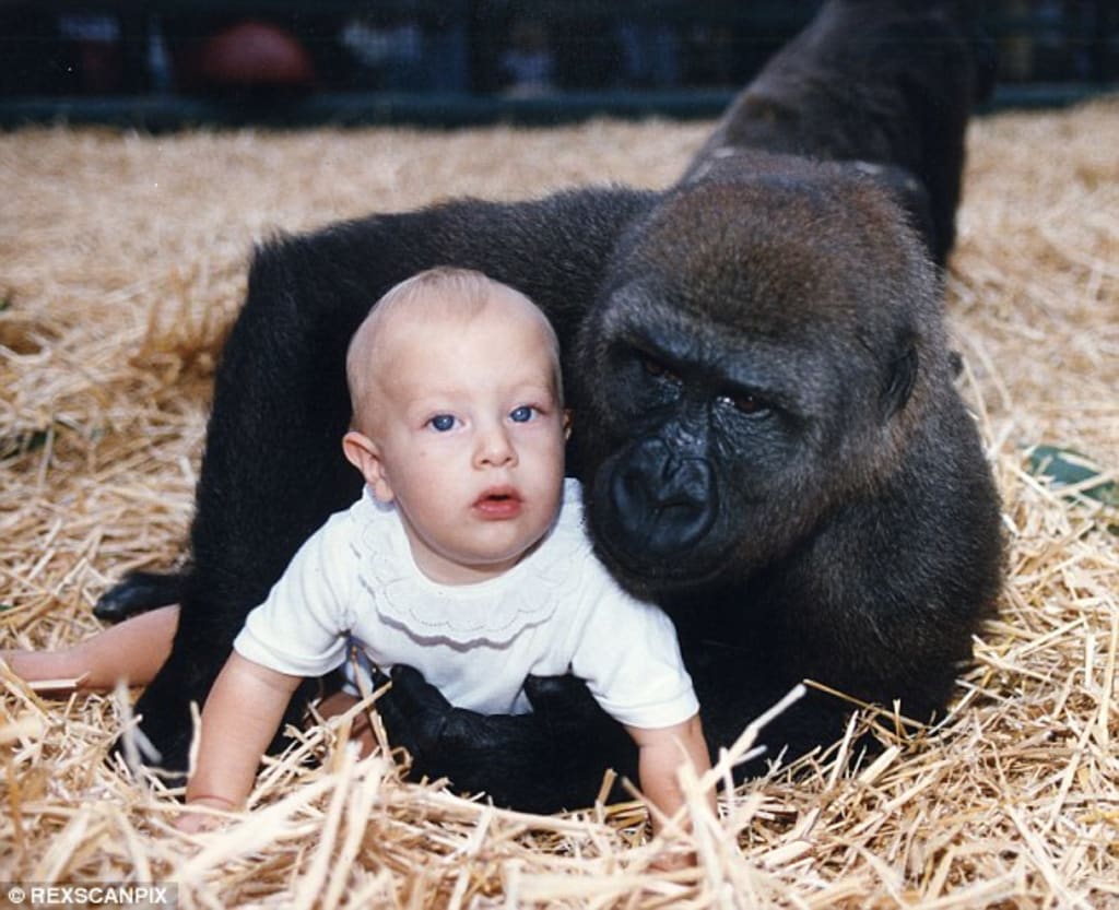Comparing Apes to Early Hominins Comparing Apes to Early Hominins