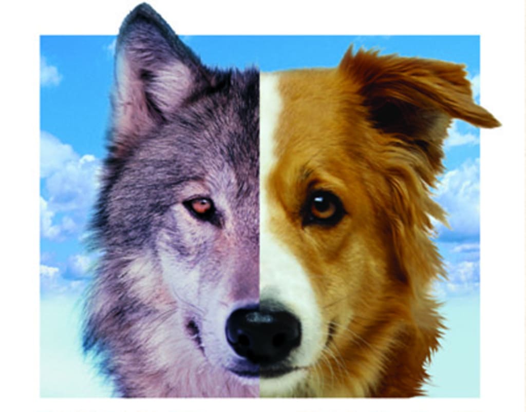the-domestication-of-dogs
