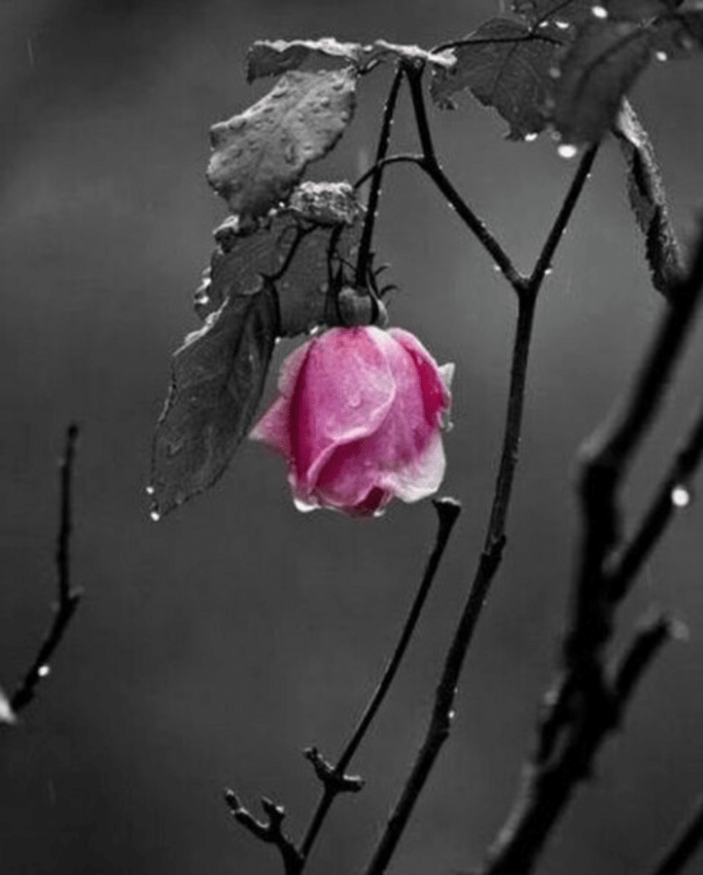 Heartfelt Moments / January 2017 Heartfelt Moments / January 2017