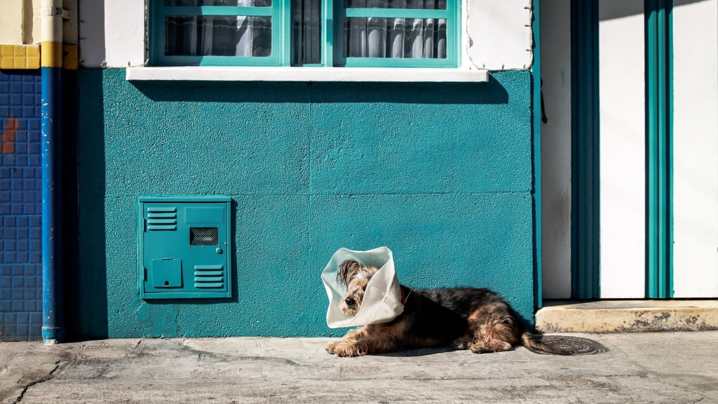 Best Pet Insurance Companies Best Pet Insurance Companies