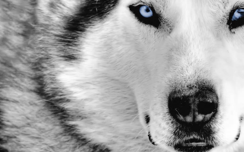 A Wolf's Cry A Wolf's Cry