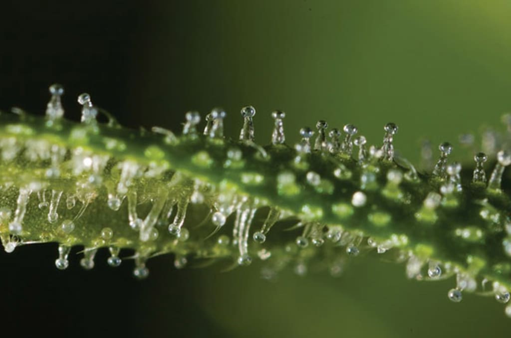 Stuff That You Really Didn’t Know About Weed! Stuff That You Really Didn’t Know About Weed!
