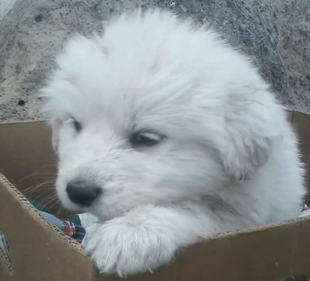 purebred great pyrenees puppies