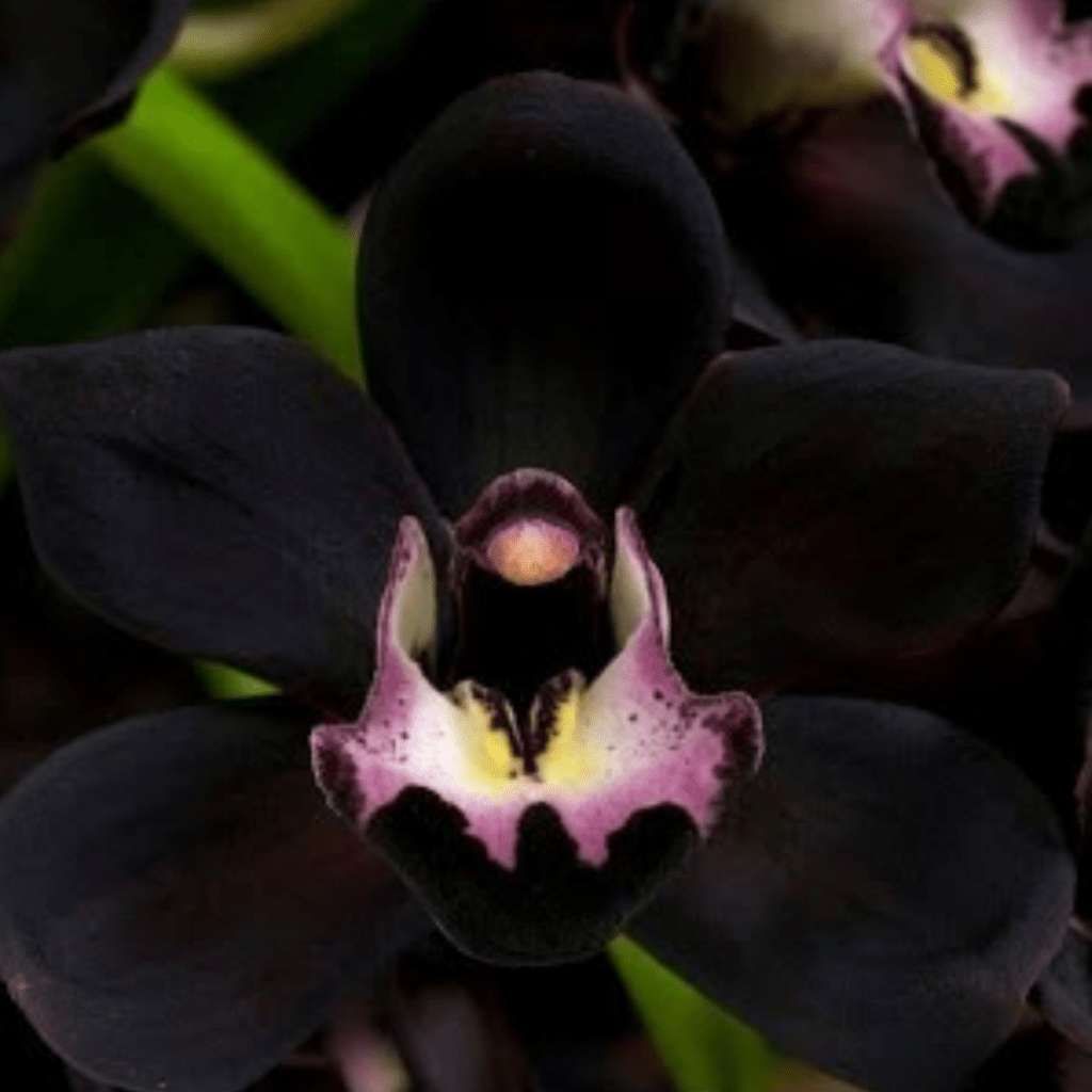 That Sweet Flower Scent That Sweet Flower Scent