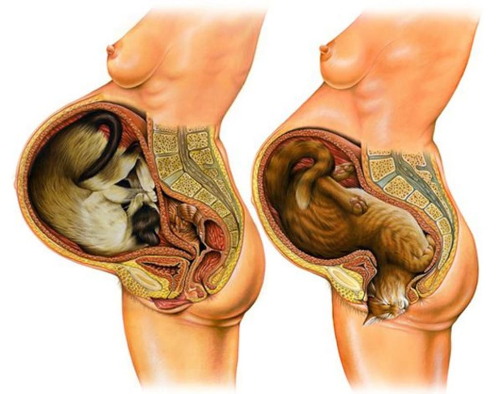 Lady Gives Birth to Cat Lady Gives Birth to Cat