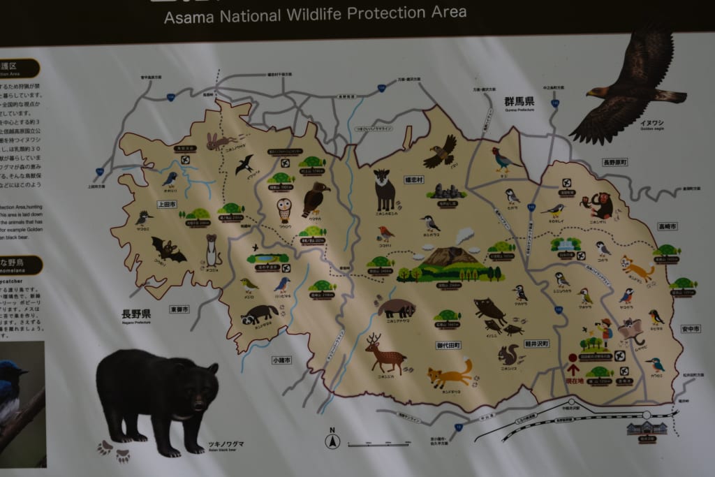 Bear Conservation and Eco-Tourism in Japan Bear Conservation and Eco-Tourism in Japan