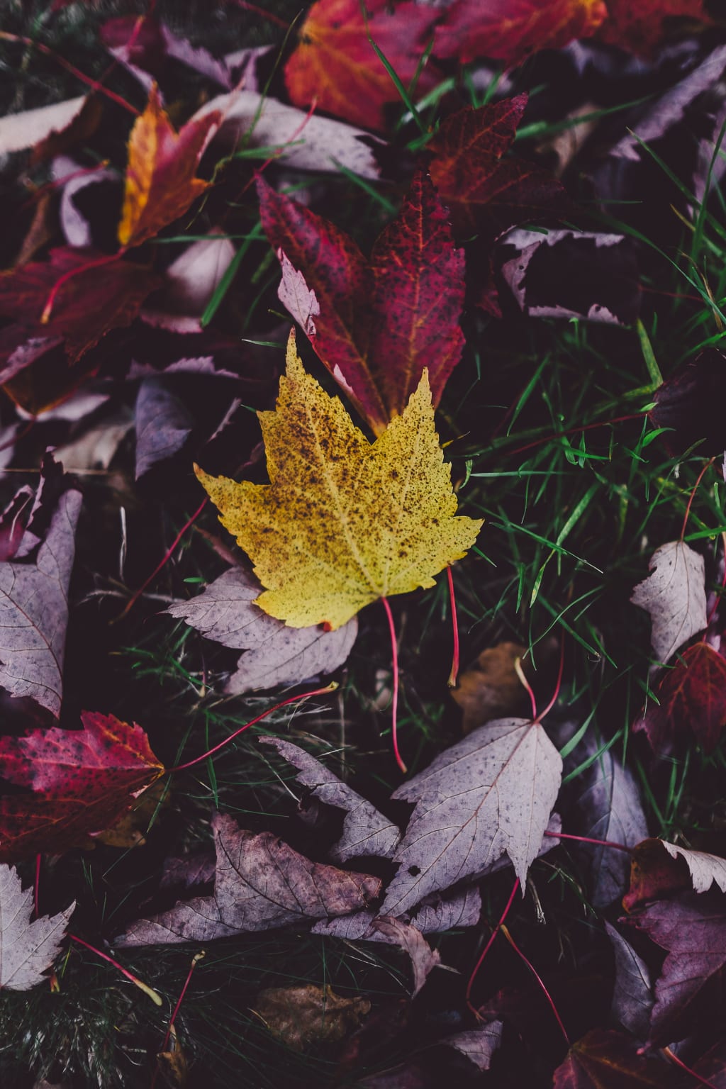 Here's a Way to Deal with the Autumn Blues at Home Here's a Way to Deal with the Autumn Blues at Home