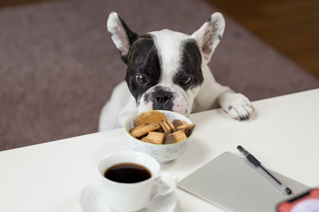Foods that Are and Are Not Safe for Dogs Foods that Are and Are Not Safe for Dogs