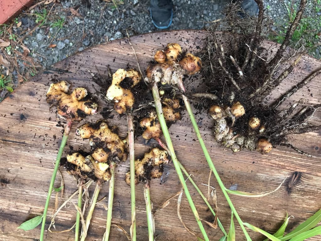 My First Real Ginger Harvest My First Real Ginger Harvest