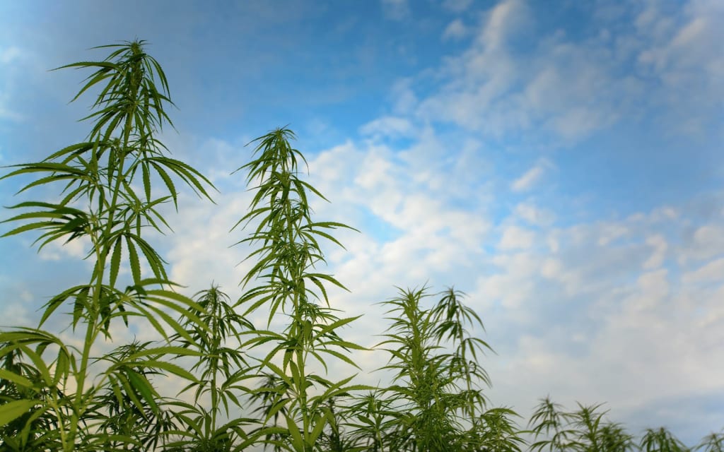 How to Harvest a Marijuana Field How to Harvest a Marijuana Field