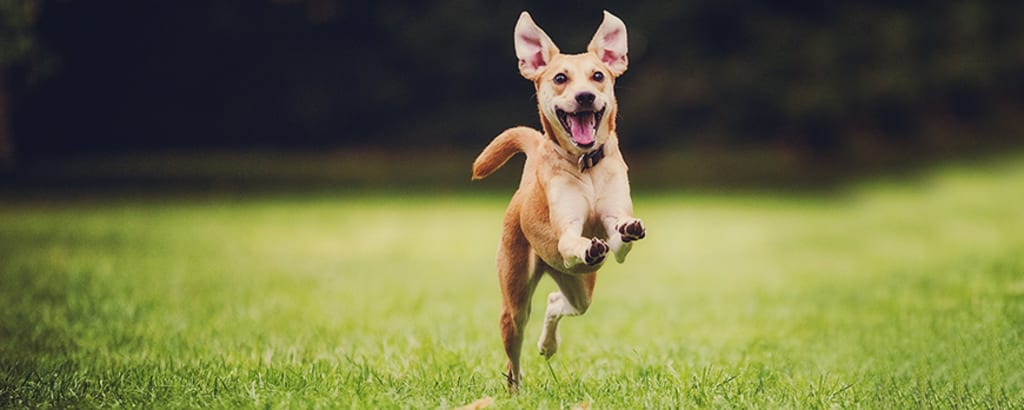 5 Ways to Ensure You Have a Healthy and Happy Dog 5 Ways to Ensure You Have a Healthy and Happy Dog