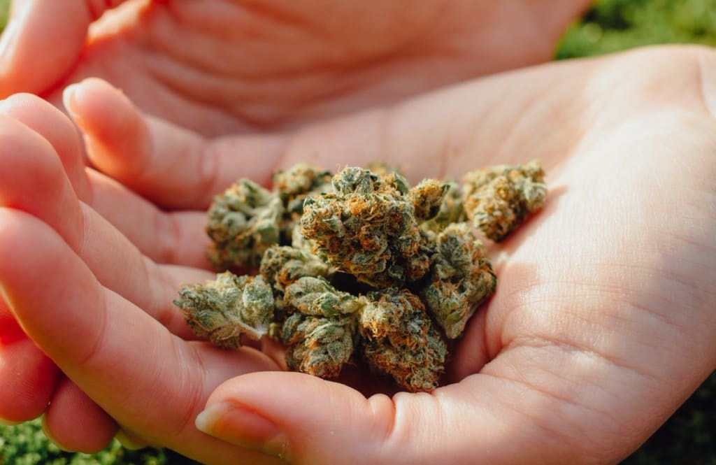 Old Strains of Cannabis That Are Still Popular Today Old Strains of Cannabis That Are Still Popular Today