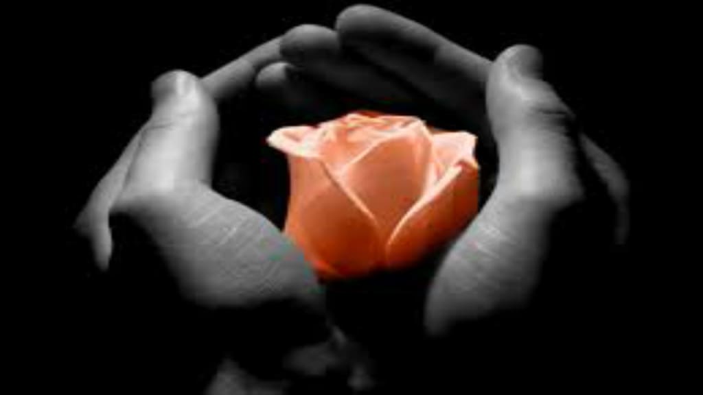 The Last Rose The Last Rose