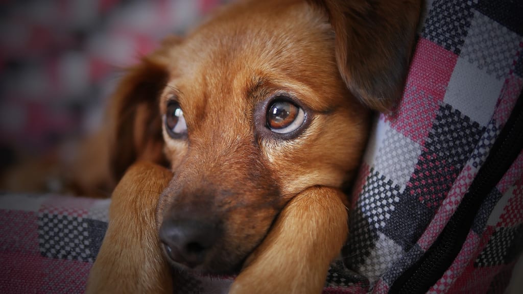 Dealing with the Loss of Your Dog Dealing with the Loss of Your Dog