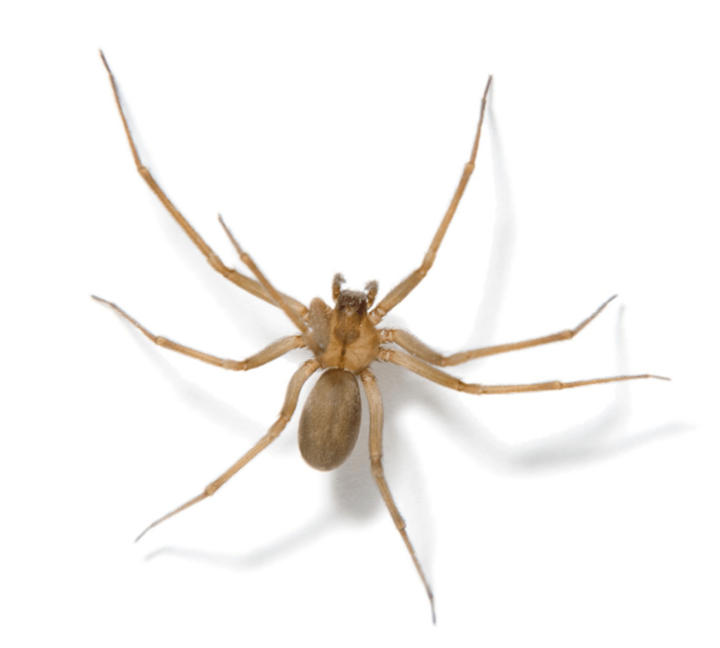 The Spider The Spider
