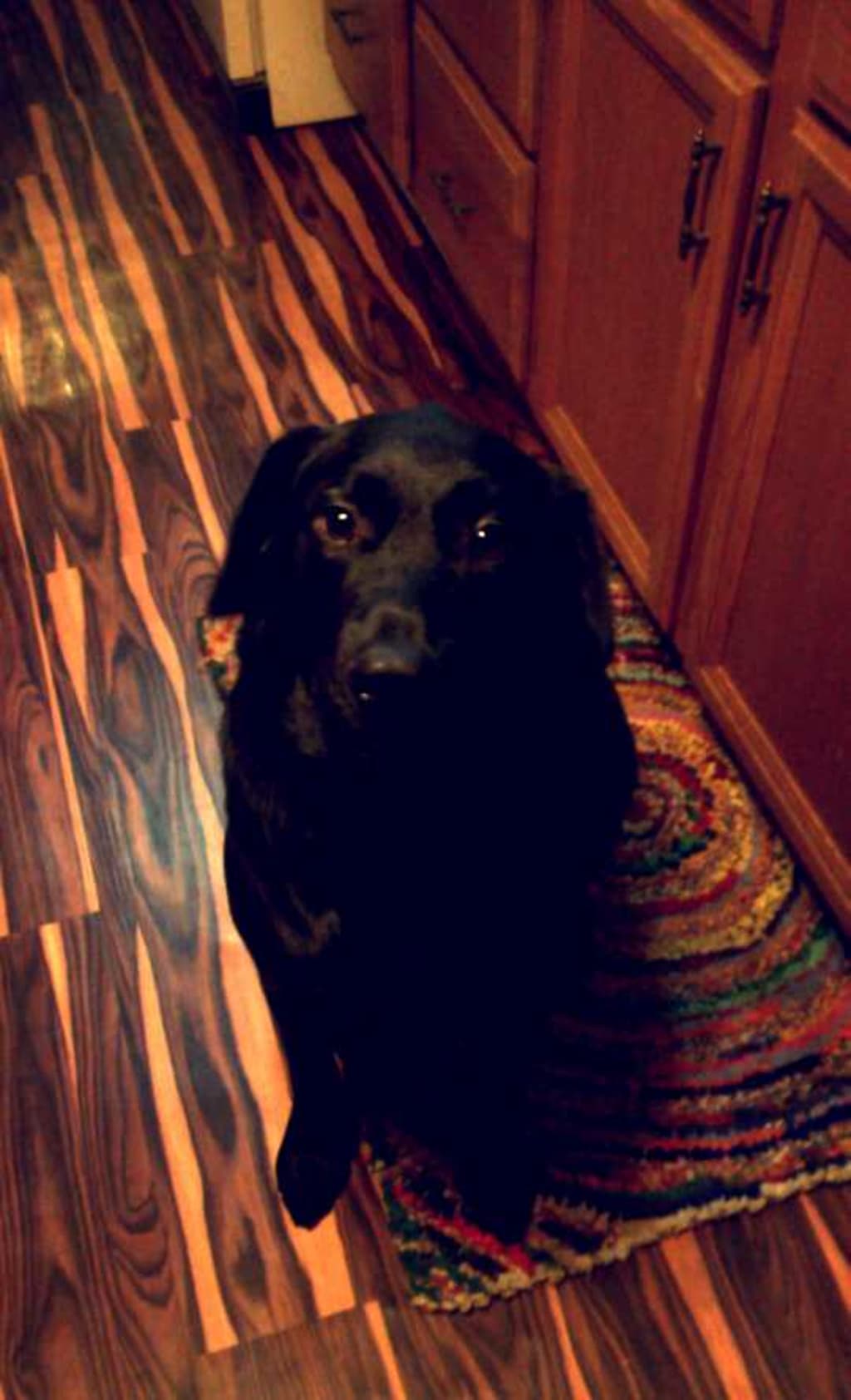 Jack the Dog Jack the Dog