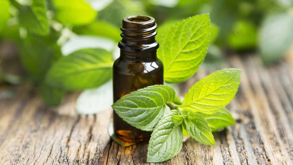 Best Uses for Peppermint Essential Oil to Look Into Best Uses for Peppermint Essential Oil to Look Into