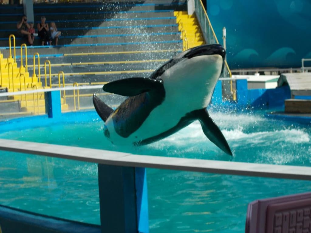 Freeing Lolita the Killer Whale Is Not an Option Freeing Lolita the Killer Whale Is Not an Option