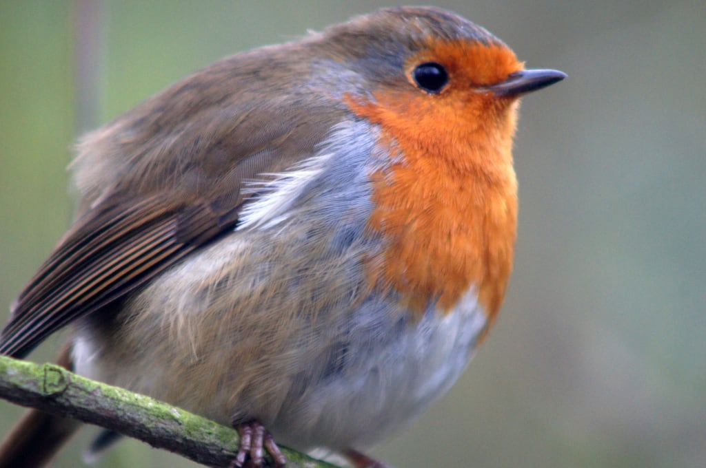 Election Night 2017: Corbyn and the Robin of Hope Election Night 2017: Corbyn and the Robin of Hope