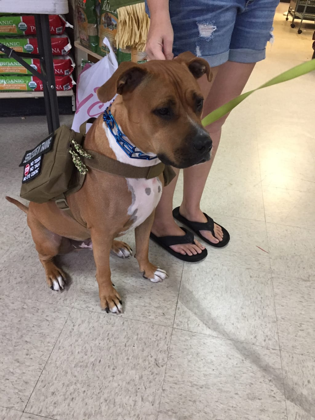 Service Dog Dilemma Service Dog Dilemma