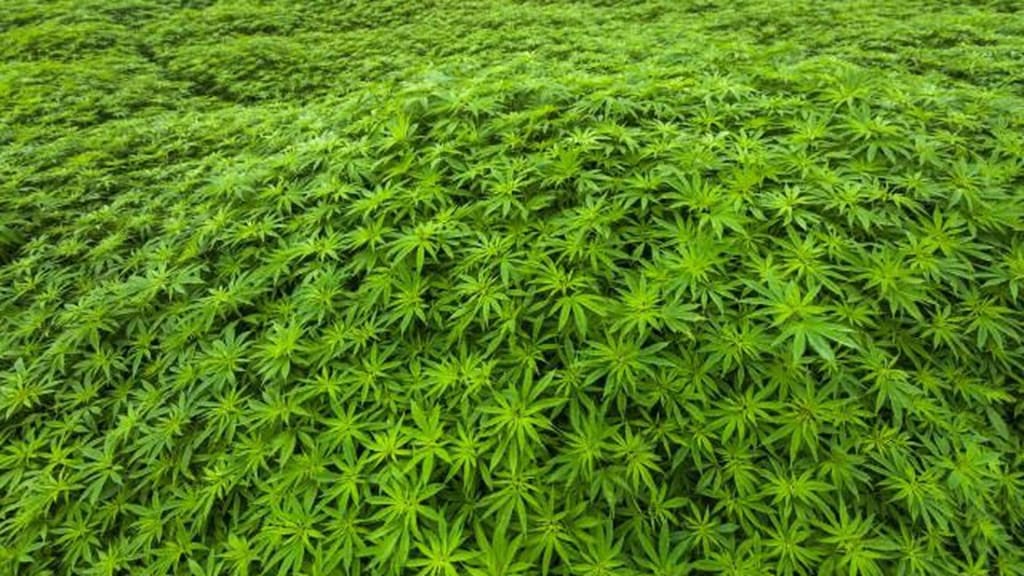 Marijuana Saved My Life Marijuana Saved My Life