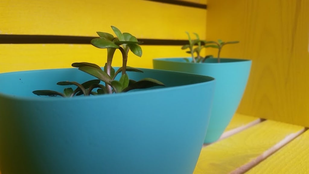 How I Became More Eco-Friendly How I Became More Eco-Friendly