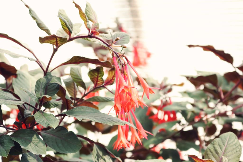 Honeysuckles Honeysuckles