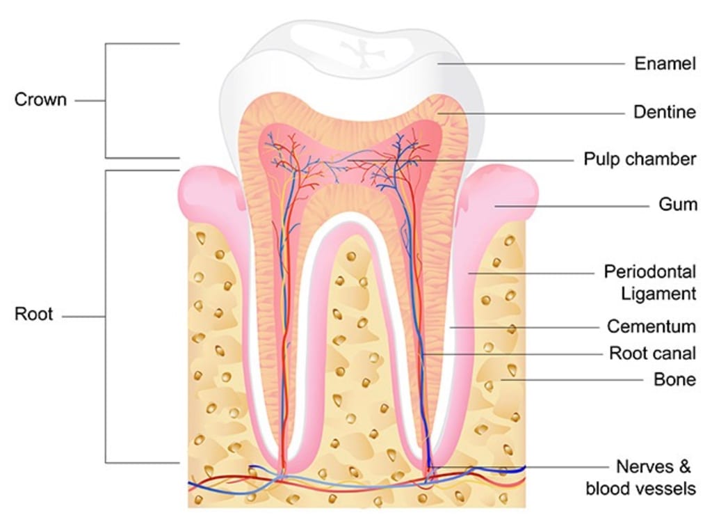Do I Need a Root Canal? Do I Need a Root Canal?