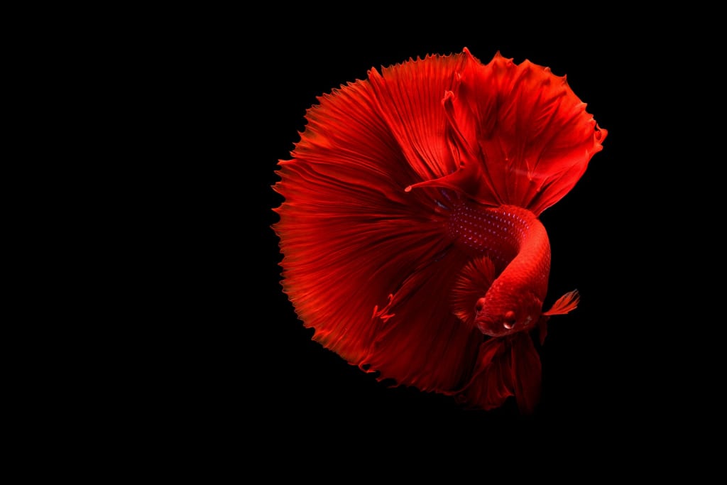 The 5 Things You'll Need to Care for a Betta Fish the Right Way The 5 Things You'll Need to Care for a Betta Fish the Right Way