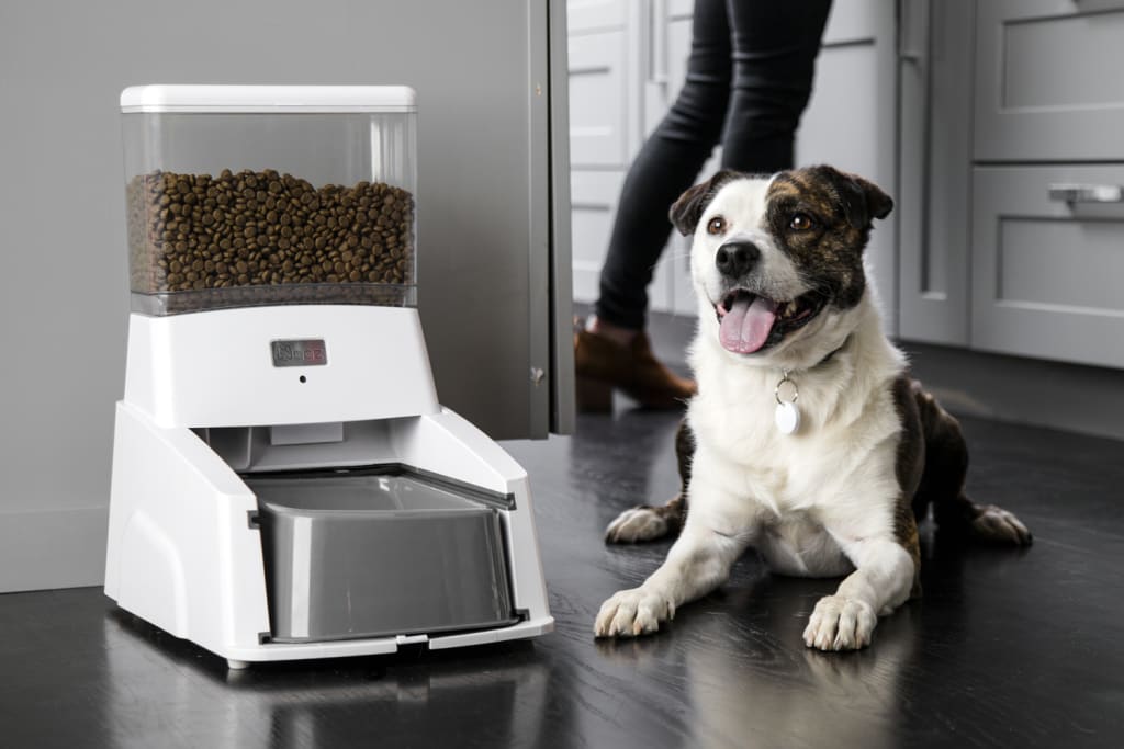 Keep Your Pet Fit and Fed with the Wagz Smart Dog Feeder Keep Your Pet Fit and Fed with the Wagz Smart Dog Feeder