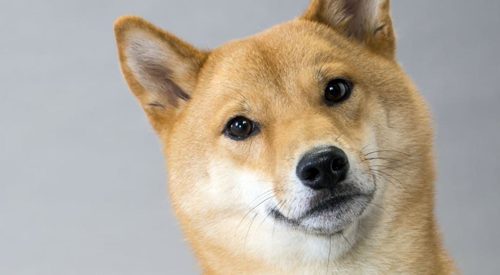 What Ive Learned From Owning A Shiba Inu