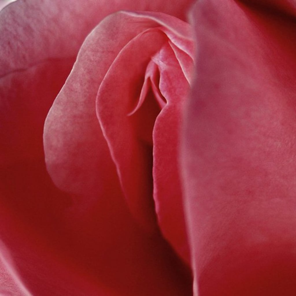 My Favorite Kind of Flower My Favorite Kind of Flower