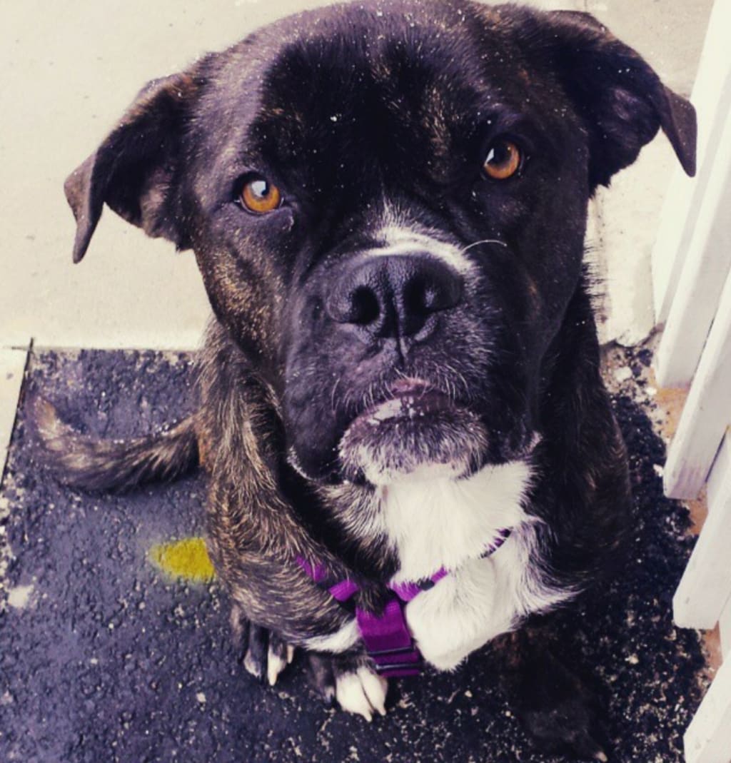 aggressive dog rescue near me