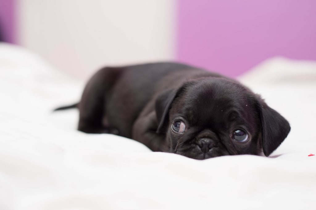 Best Small Dogs for Families Best Small Dogs for Families