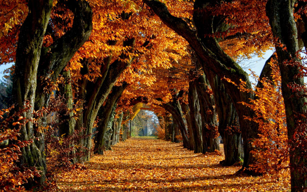 Autumn Autumn