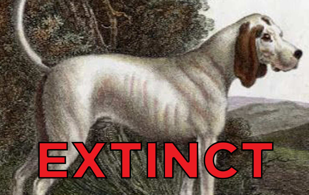 17 Extinct Dog Breeds You Never Knew Existed 17 Extinct Dog Breeds You Never Knew Existed