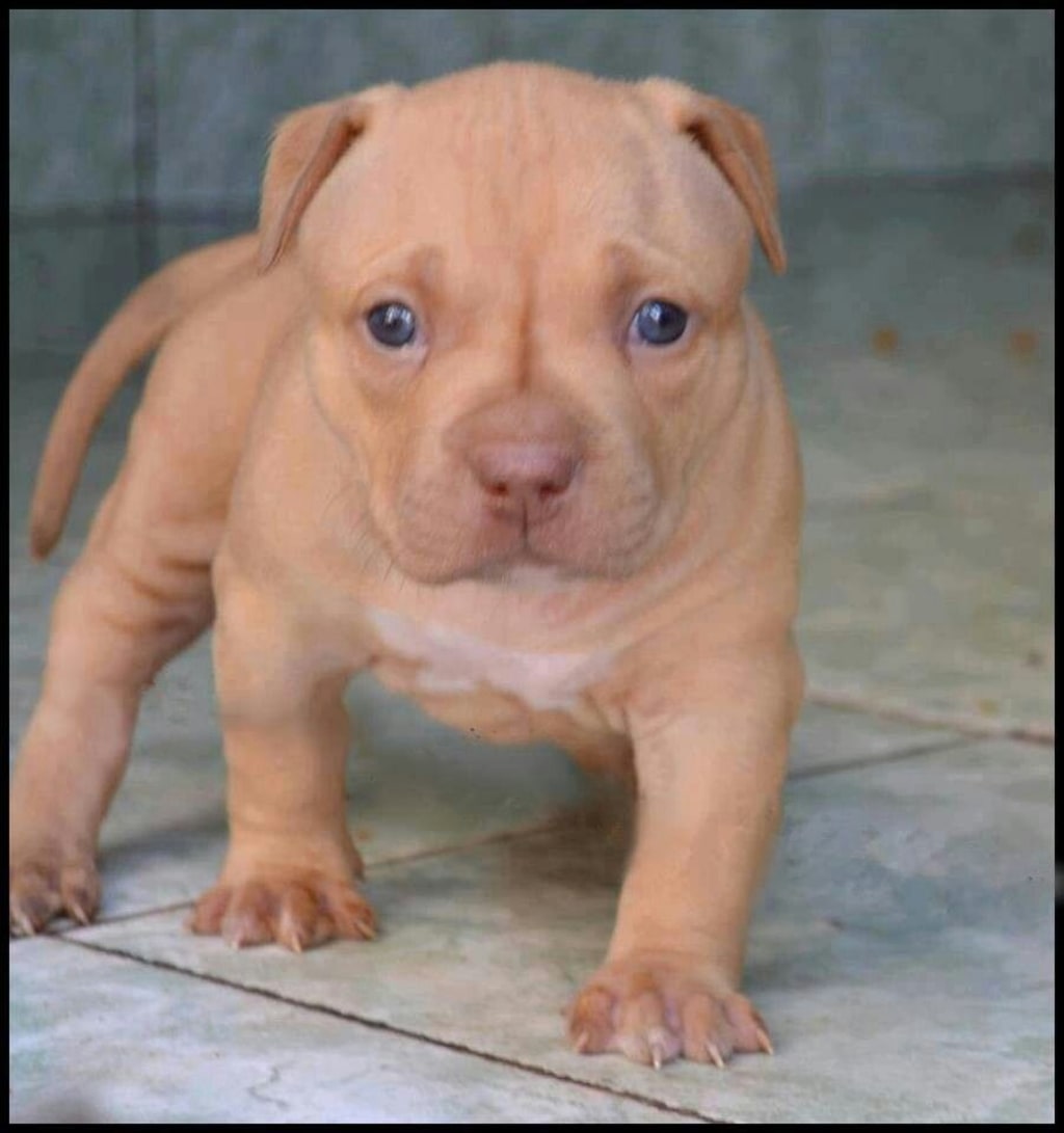 Pit Bull or Pitiful Breed? Pit Bull or Pitiful Breed?