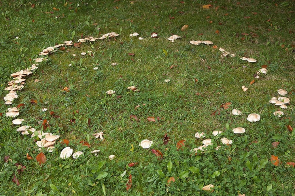 The Fairy Ring Horror