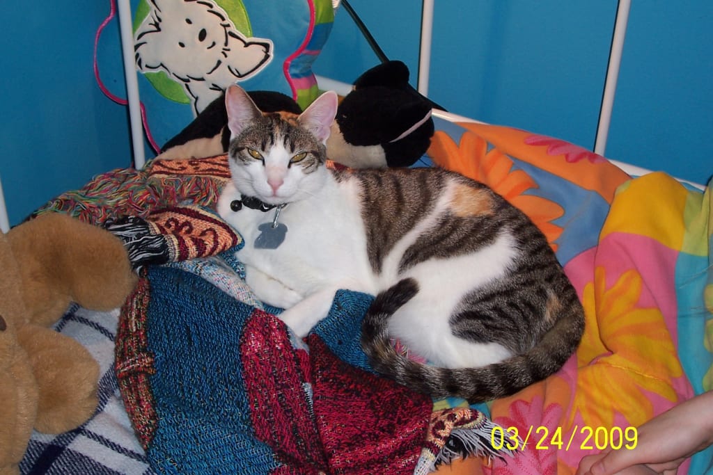 A Calico Named Lizzy A Calico Named Lizzy