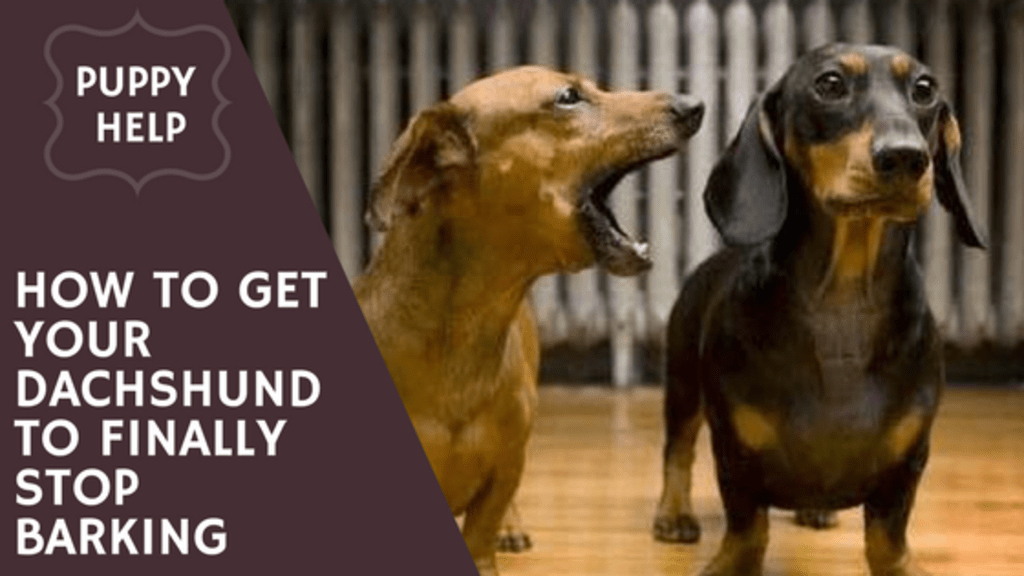 how to stop a dachshund from barking