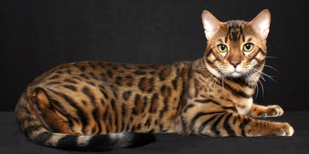 best cat breeds