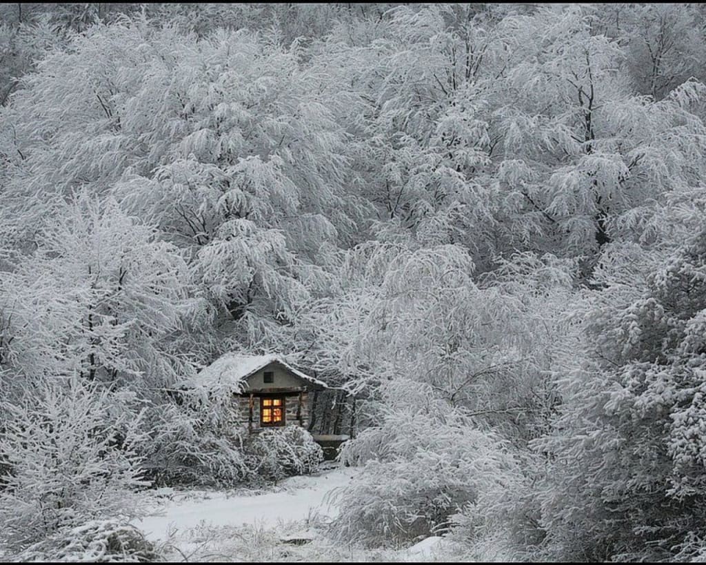 Frozen Forest Frozen Forest